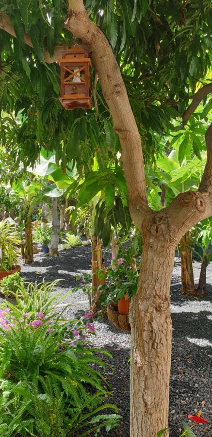 Finca Borbolan Y La Roseta Valle Gran Rey Eksteriør billede